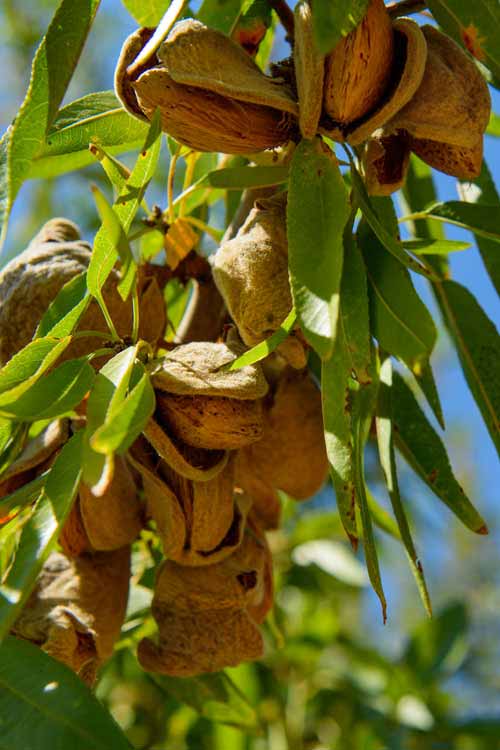 ALMOND