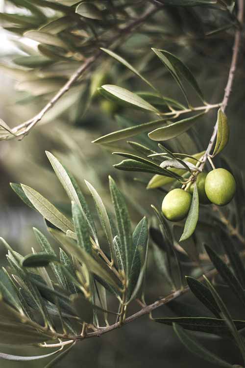 OLIVE