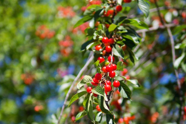 SOUR CHERRY
