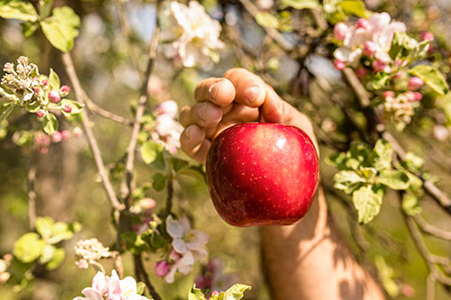 APPLE