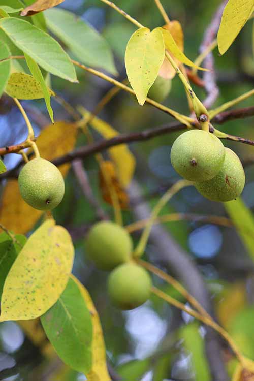 WALNUT